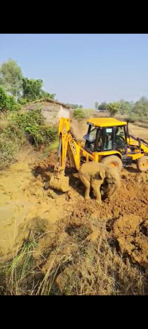 Video story; दलदल में फंसे हाथी को तीन घंटे की मशक्कत के बाद निकाला गया बाहर