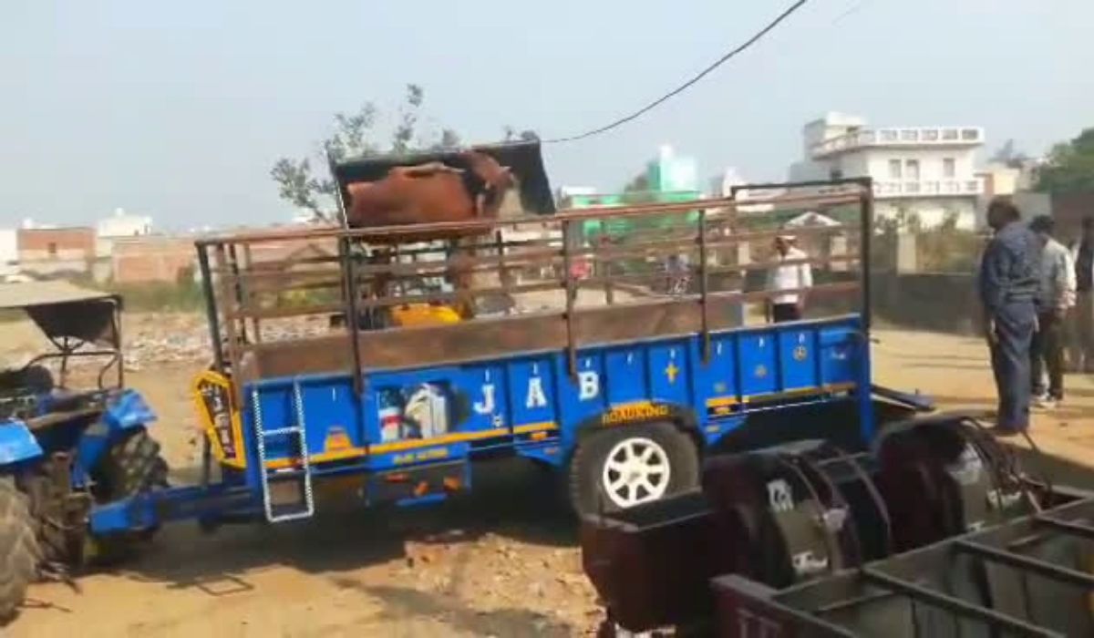 योगी सरकार की नीतियां ताक पर, गोवंश से हुई क्रूरता देख सहम जाएंगे आप