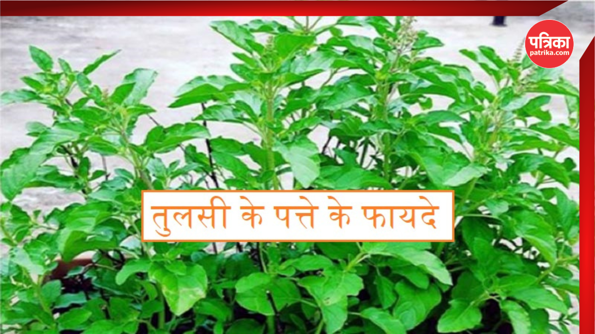 Tulsi for Cholesterol: रोजाना सुबह खाएं ये पांच हरे पत्ते, खून से गंदे
कोलेस्ट्रॉल का मिट जाएगा नामोनिशान