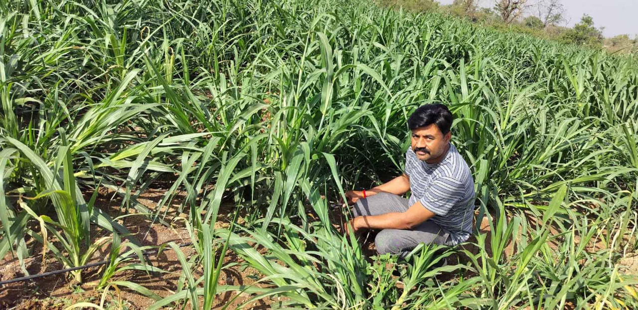 नेपियर घास से पशुओं के दूध में इजाफा